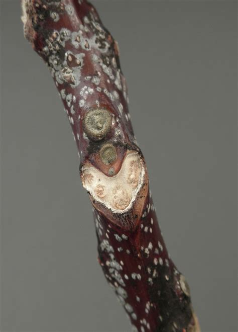 Gymnocladus Dioicus Fabaceae