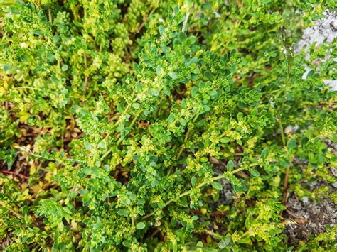 Les Meilleures Plantes Couvre Sol Rampantes Et Persistantes