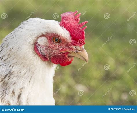 Close Up White Sussex Chicken Royalty Free Stock Photos Image