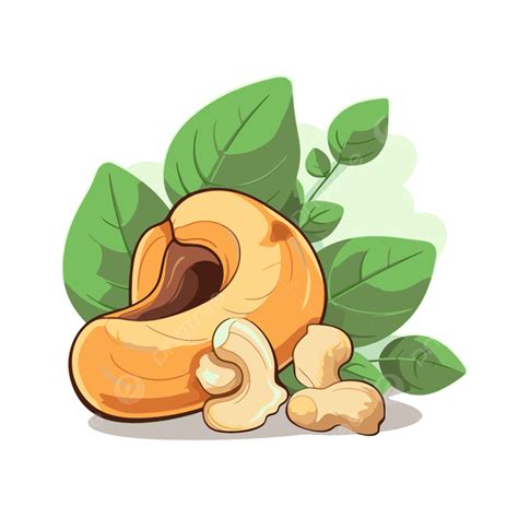 Roberts Cashew Clipart Png Vector Psd And Clipart With Transparent