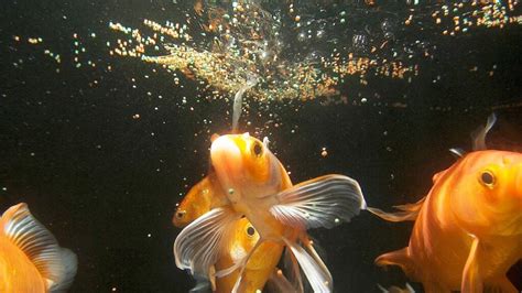 O Que Os Peixes Comem - O que os peixes comem? E como está sua alimentação?