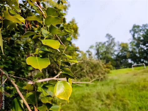dalbergia sissoo  commonly  north indian rosewood