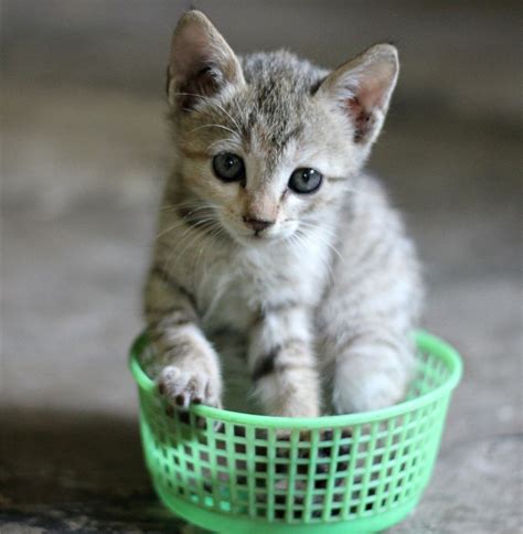 Prendere Un Gatto Cosa Fare Una Volta Portato A Casa