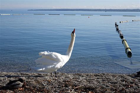 Happiness In Geneva Areniach Real Estate And Lifestyle In Geneva