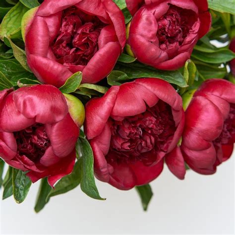 Пион Red Charm - present-simple.by