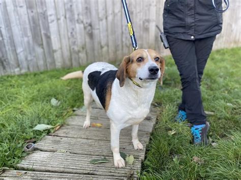 Rescue Dogs And Dog Rehoming Adopt A Dog Dogs Trust Dogs Trust