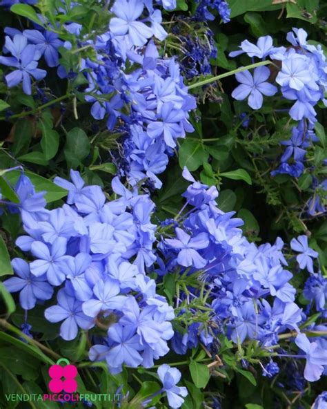 Blue Flower Plumbago Plant Online Plant Sale