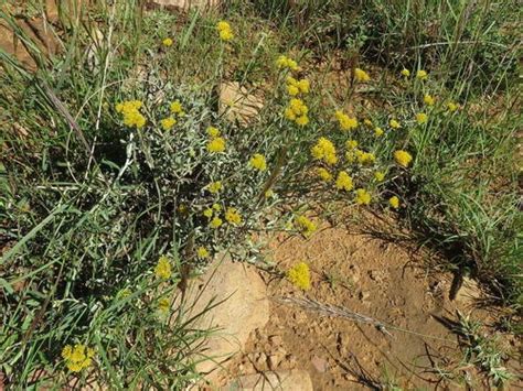 Helichrysum Cymosum PictureThis