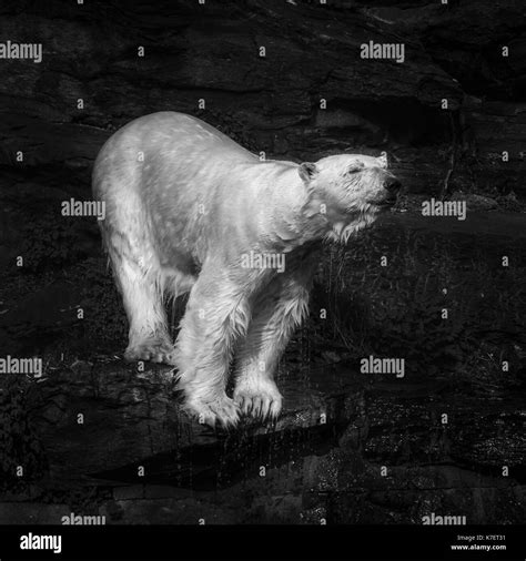 Polarbear Black And White Stock Photos And Images Alamy