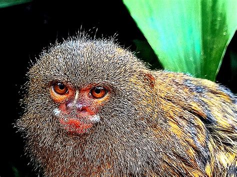 monkey fur lemur  photo  pixabay pixabay