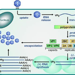 Enterovirus Replication Cycle The Enterovirus Replication Cycle Is