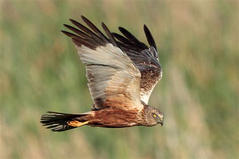 Женоподобный лунь • Юлия Михневич • Научная картинка дня на «Элементах ...