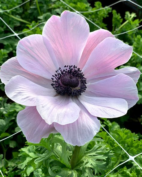 Italian Anemone 'Mistral® Rarity' — Buy online at Farmer Gracy UK