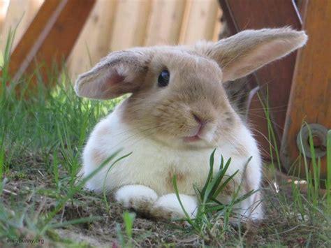 Helicopter Bunny Takes a Break from Buzzing Around the Yard — The Daily Bunny | Bunny, Bunny ...