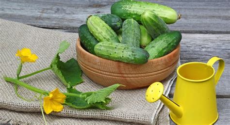 Высокоурожайные и наиболее вкусные самоопыляемые сорта огурцов