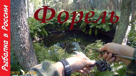 Ловля форели. Дикая ручьевая форель ( пеструшка ). Воблер на форель ...
