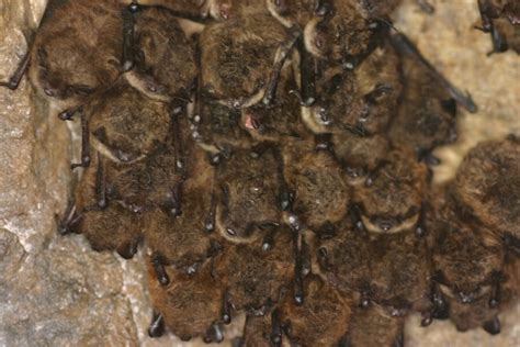 When Do Bats Hibernate In Michigan Precision Wildlife Removal