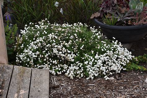 Peter Cottontail Yarrow (Achillea ptarmica 'Peter Cottontail') in ...