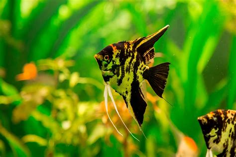 Combien De Poissons Peut On Mettre Dans L Aquarium