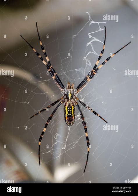 Nephila Clavata Joro Spider Hi Res Stock Photography And Images Alamy