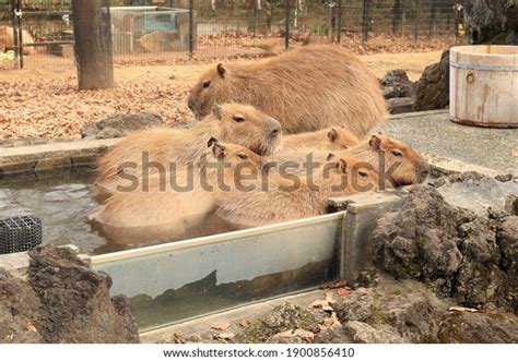 Capybara Hot Spring Stock Photo Shutterstock