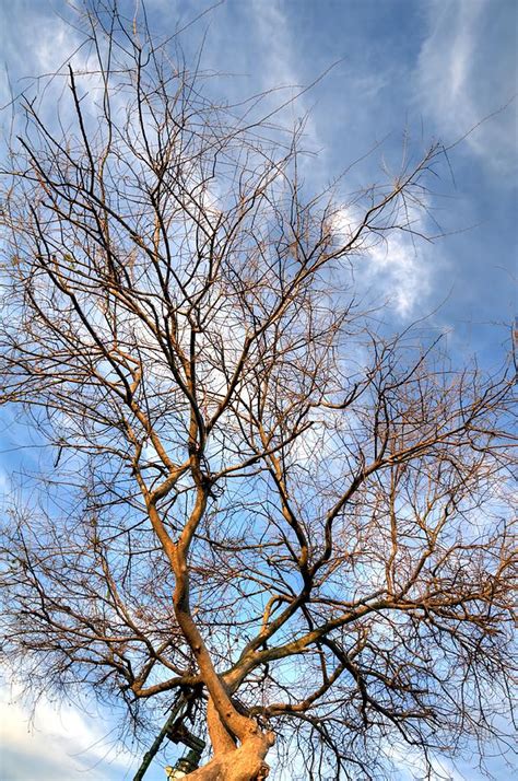 Naked Tree Photograph By Jonathan Sabin Fine Art America
