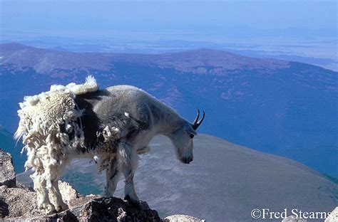 ARAPAHO NATIONAL FOREST - MOUNT EVANS - MOUNTAIN GOATS - STEARNS ...