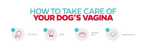 Your Dog's Vaginal Health Guide | Pet Parents®