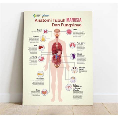 poster anatomi tubuh manusia  fungsinya puskesmas sekolah hiasan