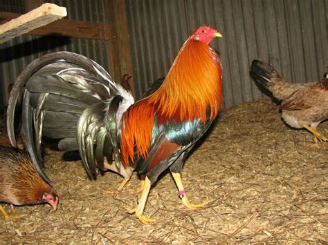 sweater game fowl game fowl chickens backyard hatching eggs
