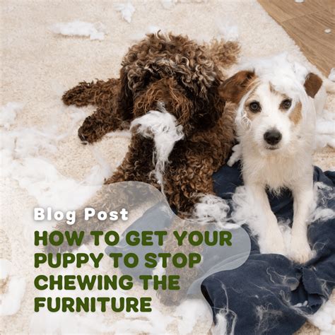 Paws Off The Couch: 5 Ways To Save Your Sofa From Furry Destruction