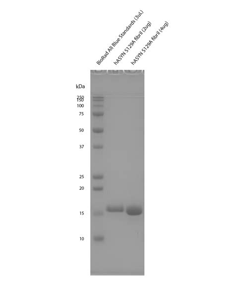 Alpha Synuclein S A Mutant Pre Formed Fibrils Spr