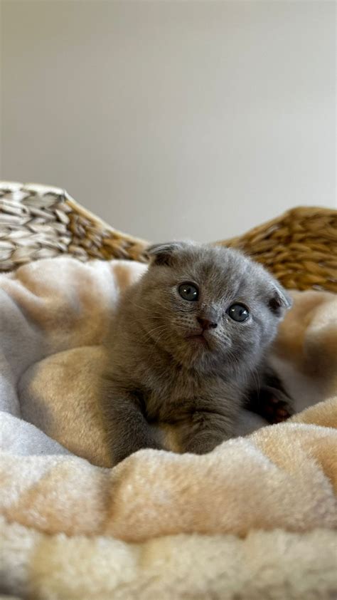 British Shorthair Kittens Blue Grey And Lilac Cat Bsh In Alvaston