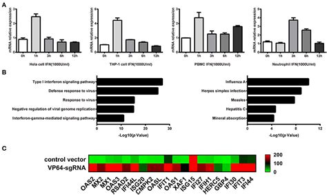 Frontiers Identification Of Lncrna Linc00513 Containing Lupus