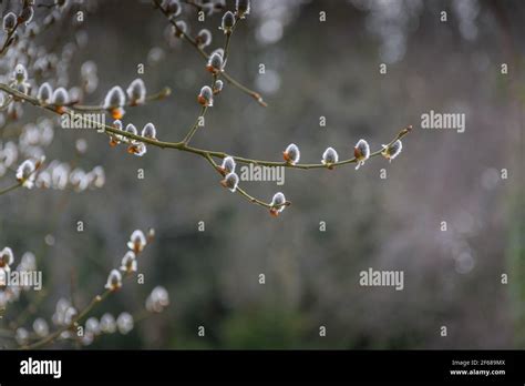 Pussy Willow Twig With Fluffy Grey Buds At Spring Easter On Light Blurry Background Stock Photo