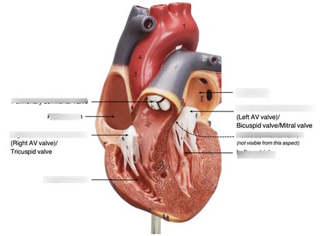 Heart Model Chambers And Valves Diagram Quizlet