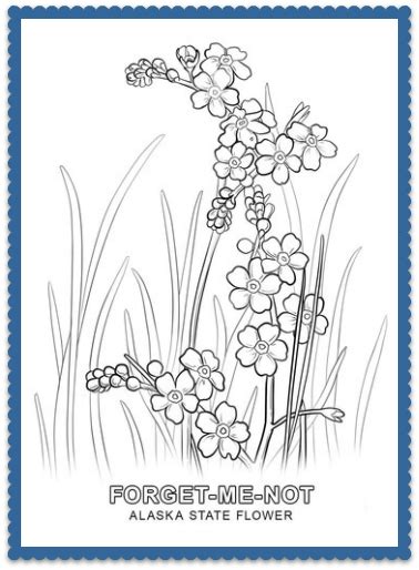 Alaska State Flower - Forget-Me-Not by USA Facts for Kids