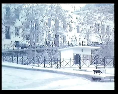 Greek Porn Seminario To Vathi Larigi O Xrisos Falos Retro European Porn Xhamster