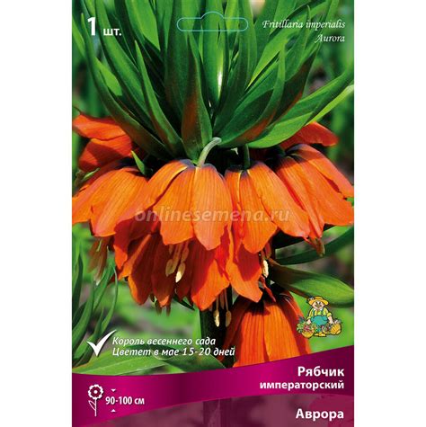 Рябчик императорский Аврора (1 шт.) из каталога Луковичные и ...