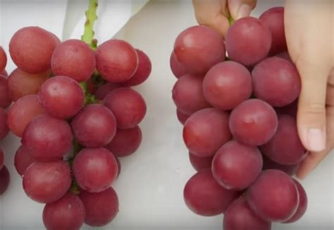 Youth In Farming Juicy Ruby Roman Grapes Most Expensive Yet Scarce