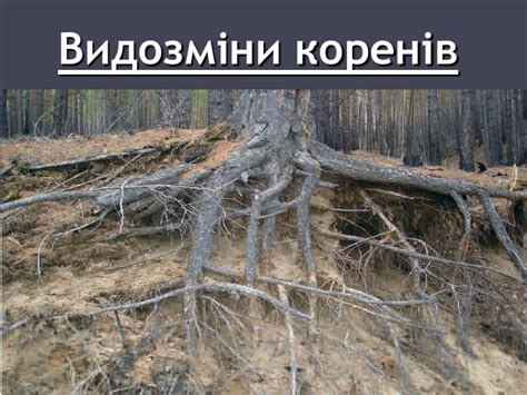 Презентація "Видозміни кореня"