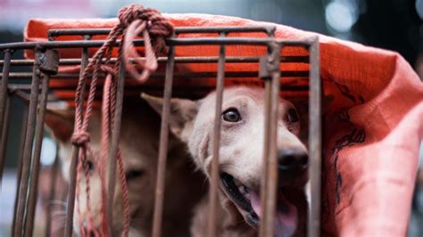 В Южной Корее зоозащитники спасли от съедения более 100 собак