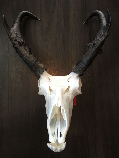 Western Mount Pronghorn Skull Antlers Artwork Skull Half Skull