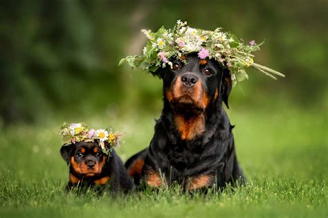 Guía Sobre El Cachorro De Rottweiler Socialización Cuidados Y Alimentación