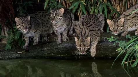 Кошка-рыболов - Fishing Cat (Энциклопедия животных) - YouTube