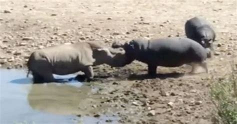 Hippo and rhino face off in EPIC heavyweight nature battle – you'll be