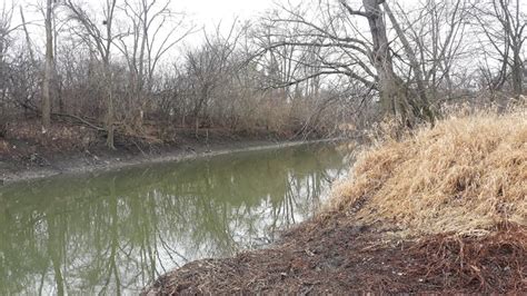 paw paw woods january   palos restoration project