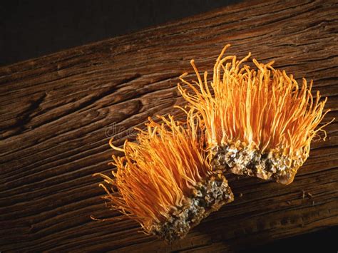 Cordyceps Militaris Hongos En Una Vieja Tabla De Corte De Madera Imagen