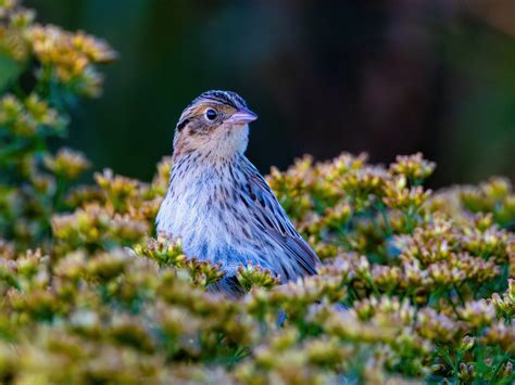 Locals are divided over the new Northerly Park Chicago concert rules 15