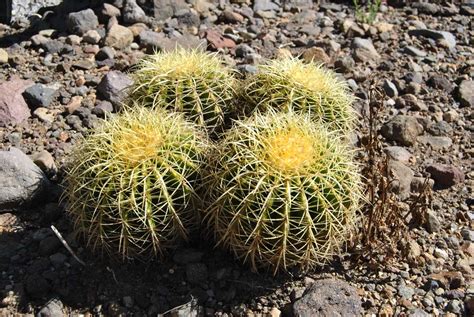 Echinocactus grusonii - Изображение особи - Плантариум